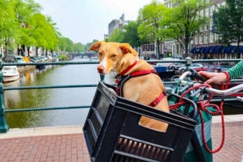 16 Most Pet-Friendly Cities in the U.S.