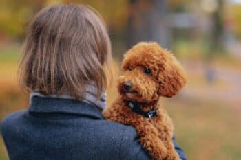 The 19 Most Empathetic Dog Breeds