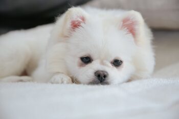 9 Fun Facts You Didn’t Know About Pomeranians