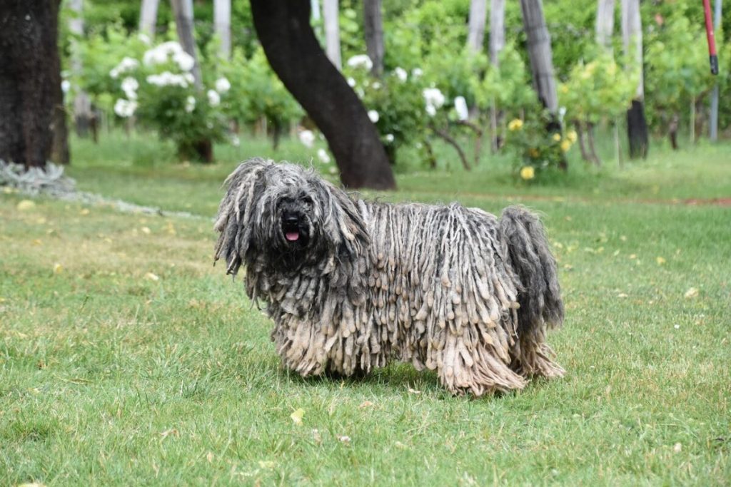 7 Dog Breeds Who Look Like They’re From Another Planet