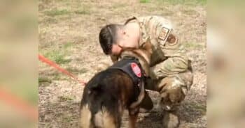 Sergeant Reunites with Retired Military Dog He Trained in Heartwarming Reunion