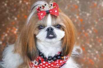 16 Most Stylish Dog Breeds: Dogs That Always Look Chic