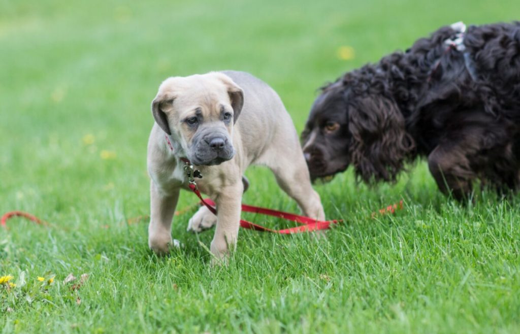 13 Intriguing Facts About Why Dogs Sniff Each Other’s Butts