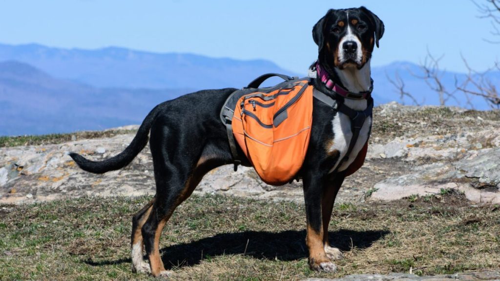 11 Reasons Greater Swiss Mountain Dogs Are Truly Special