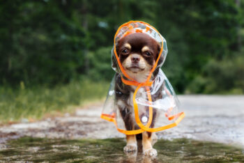 12 Unexpected Reasons Dogs Refuse to Poop When It’s Raining