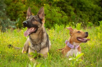 15 Key Differences Between German Shepherds And Pit Bulls