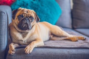 12 Dog Breeds That Love Watching TV (and 5 That Hate Screen Time)