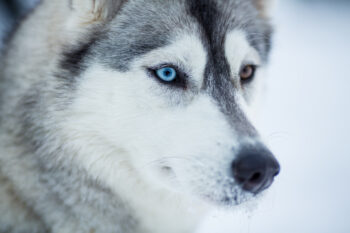 15 Dog Breeds With The Most Enchanting Eyes