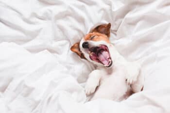 15 Intriguing Explanations for Why Dogs Howl in Their Sleep