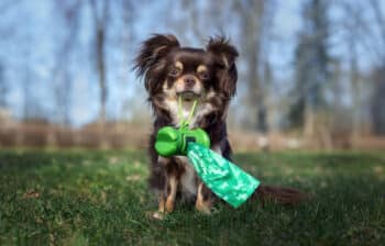 12 Unexpected Causes of Dogs Being Scared of Plastic Bags