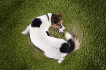 11 Startling Reasons Dogs Sometimes Chase Their Tails