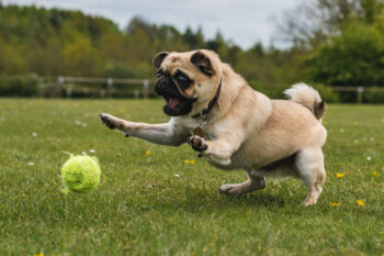 The Surprising Reason Some Dogs Are Obsessed with Tennis Balls