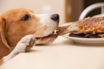 8 Dog Breeds Most Likely to Steal Your Lunch (with No Shame!)