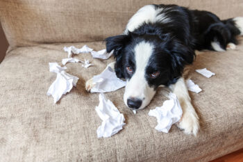 9 Dog Breeds Who Actually Might Eat Your Homework