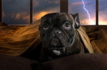 The Unexpected Reason Some Dogs Are Scared of Thunder