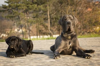 8 Big Differences Between Cane Corsos And Great Danes