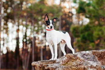 16 Most Intelligent Small Dog Breeds: Small Dogs With Big Brains