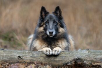 15 Amazing Dog Breeds That Look like German Shepherds