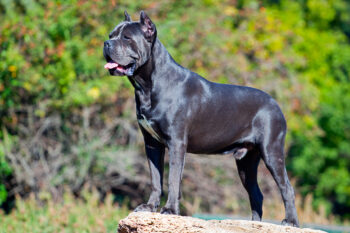 6 Dog Breeds That Were Historical Warriors