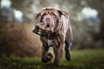 The 11 Most Magnificent Mastiff Dog Breeds