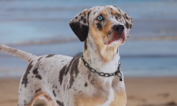 13 Beautiful Dog Breeds with Breathtakingly Blue Eyes