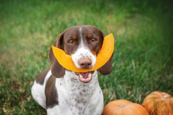 11 Must-Know Secret Tips Every Pet Parent Needs for All Seasons