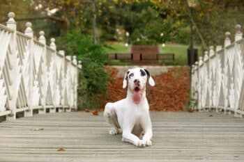 16 Most Zen Dog Breeds: Dogs That Radiate Calmness