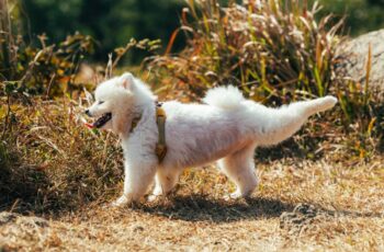 Why Dogs Kick After Pooping: It’s Not Just A Quirky Habit