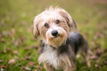 Top 10 Cutest Dog Breed Mixes Ever