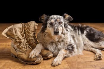 Top 15 Service Dog Breeds for PTSD and Anxiety Relief