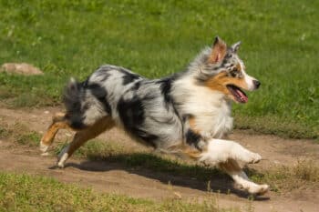 16 Most Agile Dog Breeds: Dogs That Move With Grace And Precision