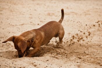 12 Dog Breeds That Love to Dig (and 5 That Hate Dirt)