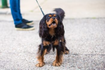 Why Dogs Bark At Some People And Not Others: It’s Not Random