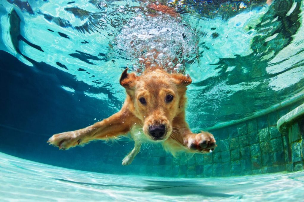 8 Dog Breeds That Love Water (+ 5 That Hate Getting Wet)