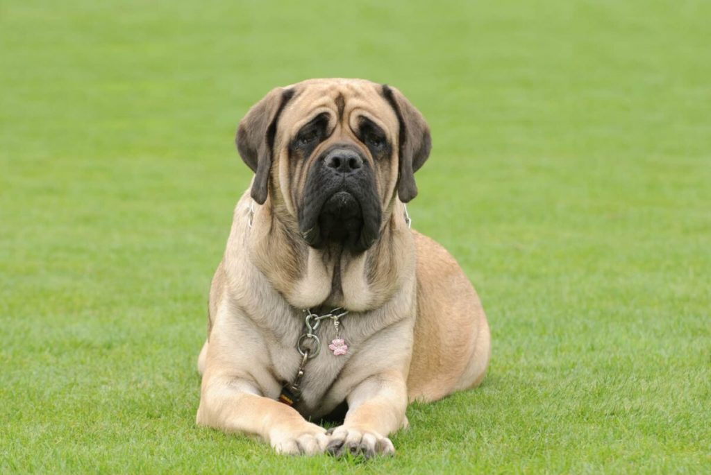 10 Things Every Mastiff Owner Needs in Their Home