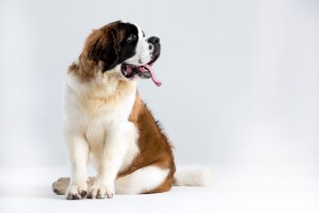 10 Things Every St. Bernard Owner Needs in Their Home