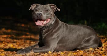 10 Things Every Staffordshire Bull Terrier Owner Needs in Their Home