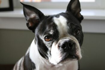 9 Fun Facts You Didn’t Know About Boston Terriers