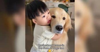 Adorable Toddler and Golden Retriever Best Friends Prove Brotherhood Comes in All Forms