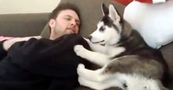 Husky Puppy Has ‘Heated Debate’ With Owner, And “Punishes” Himself When He Loses