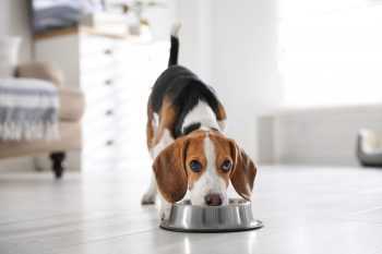 8 Dog Breeds That Have The Funniest Eating Habits