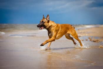 Top 10 Dog Breeds That Thrive In Outdoor Spaces