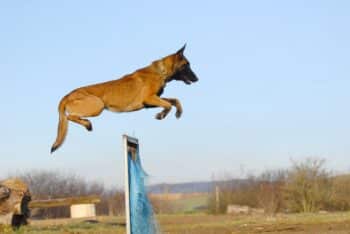 11 Dog Breeds That Make Great Agility Course Champions