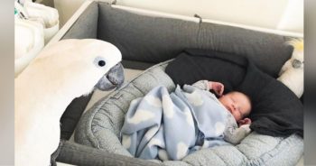 Cockatoo’s Emotional First Meeting with Baby Brother Captivates the Internet