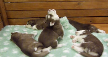 Husky Pup’s ‘Unique’ Howl Was So Soothing That His Siblings Slept Right Through It