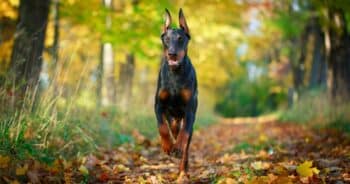 7 Dog Breeds with Natural Leadership Skills