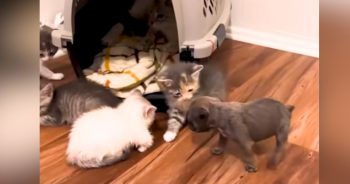 Timid French Bulldog Finds Joy and Confidence After Meeting Kittens