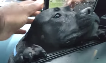 Hungry Stray Walks Up To Stranger’s Car, Man Makes The ‘Mistake’ Of Offering Food