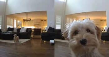 Security Cam ‘Captures’ Mini Goldendoodle Pup Giving Kisses to Her Dad