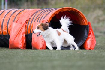 9 Fun And Simple Ways To Keep Your Dog Fit And Active